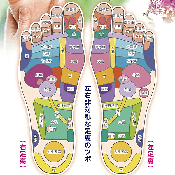 左右非対称な足裏のツボ。