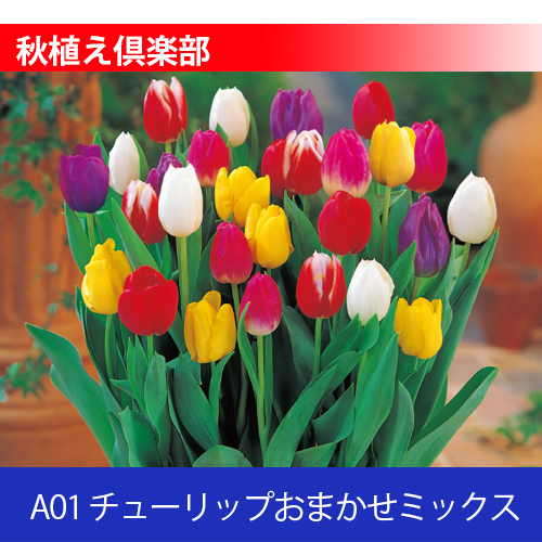 秋植え倶楽部 A01 チューリップおまかせミックス