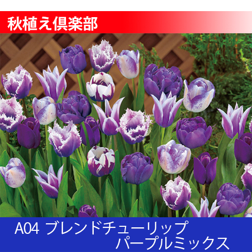 秋植え倶楽部 A04 ブレンドチューリップ パープルミックス