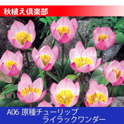 秋植え倶楽部 A06 原種チューリップ ライラックワンダー