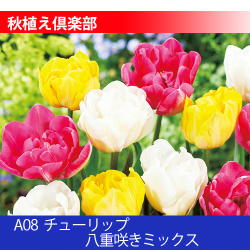 秋植え倶楽部 A08 チューリップ 八重咲きミックス