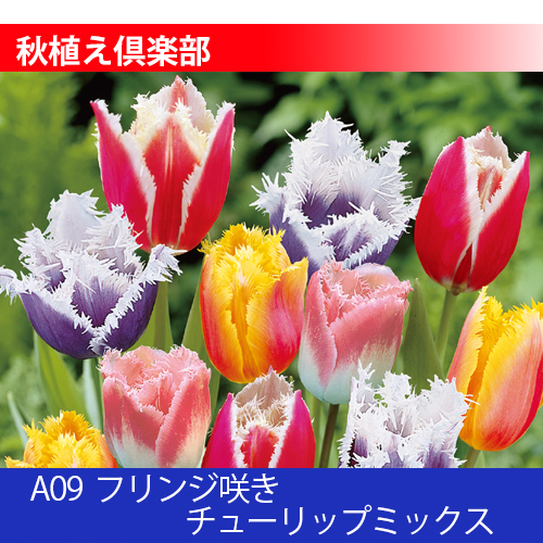 秋植え倶楽部 A09 フリンジ咲きチューリップミックス