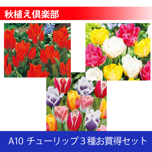 秋植え倶楽部 A10 チューリップ３種セット（07 08 09）