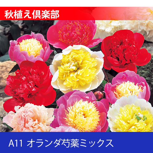 秋植え倶楽部 A11 オランダ芍薬ミックス