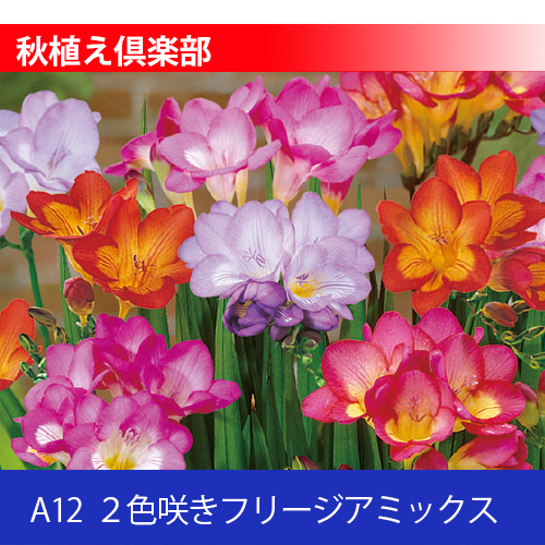 秋植え倶楽部 A12 ２色咲きフリージアミックス