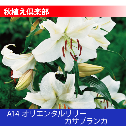 秋植え倶楽部 A14 オリエンタルリリー カサブランカ