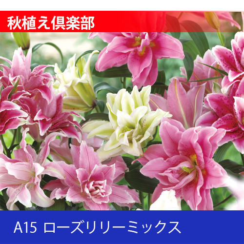 秋植え倶楽部 A15 ローズリリーミックス