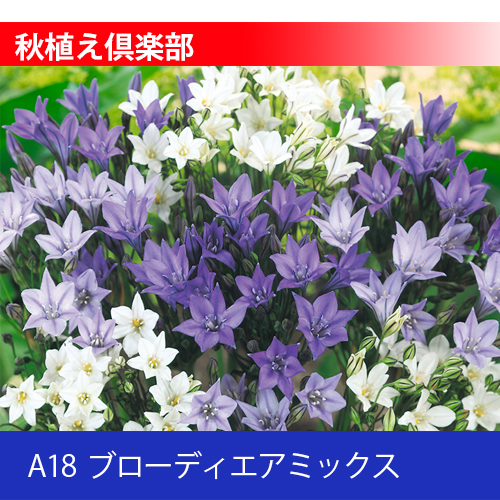 秋植え倶楽部 A18 ブローディエアミックス