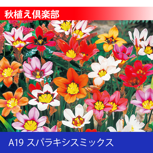 秋植え倶楽部 A19 スパラキシスミックス