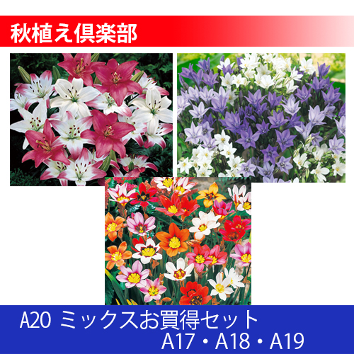 秋植え倶楽部 A20 ミックスお買得セット（17 18 19）