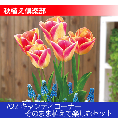 秋植え倶楽部 A22 キャンディコーナー そのまま植えて楽しむセット