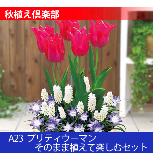 秋植え倶楽部 A22 プリティウーマン そのまま植えて楽しむセット