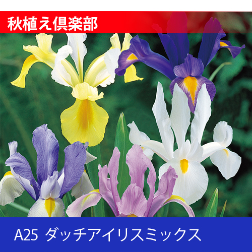 秋植え倶楽部 A25 ダッチアイリスミックス