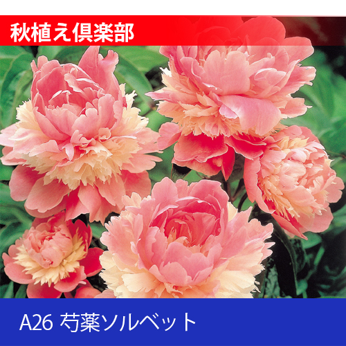 秋植え倶楽部 A26 芍薬ソルベット