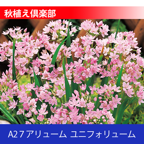 秋植え倶楽部 A27 アリューム ユニフォリューム