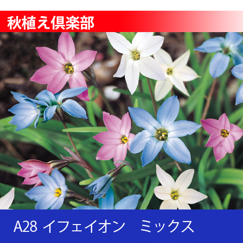 秋植え倶楽部 A28 イフェイオン ミックス